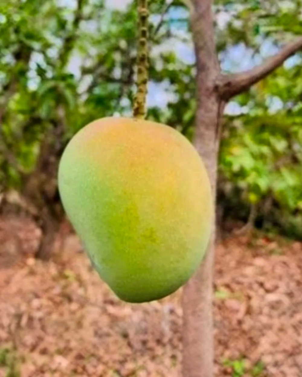 Alphonso Mangoes