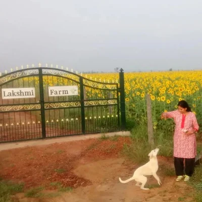 Blossoms in Hiriyur